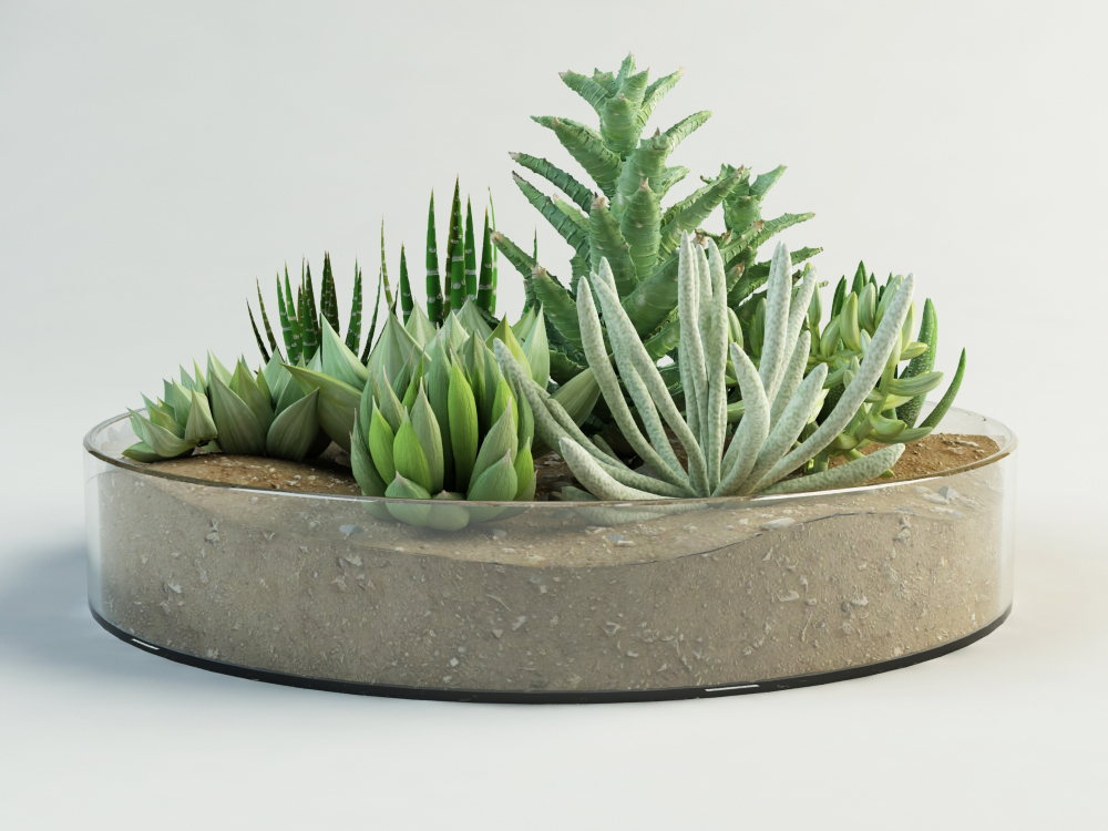 images/goods_img/202105073/succulent composition plants cacti/4.jpg